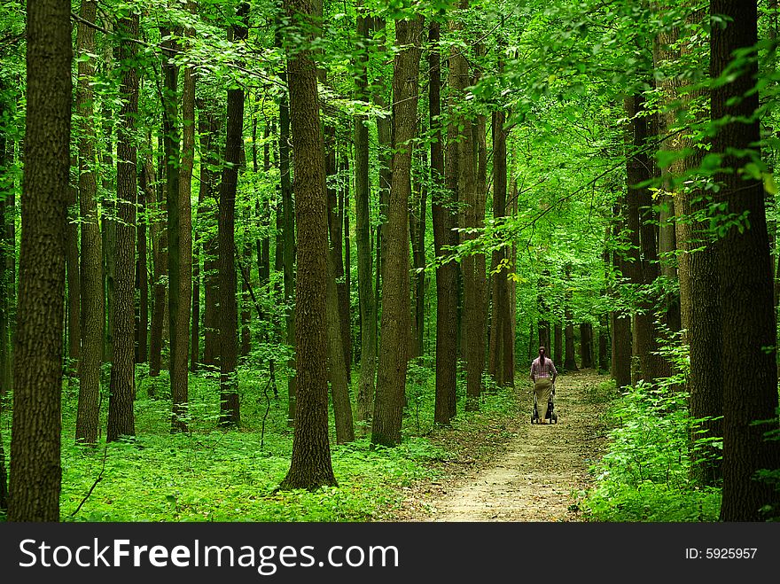 A path  is in the green forest. A path  is in the green forest