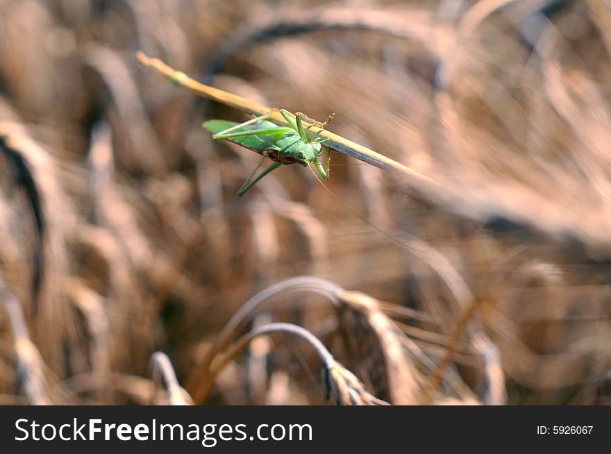 Green grasshopper on color background