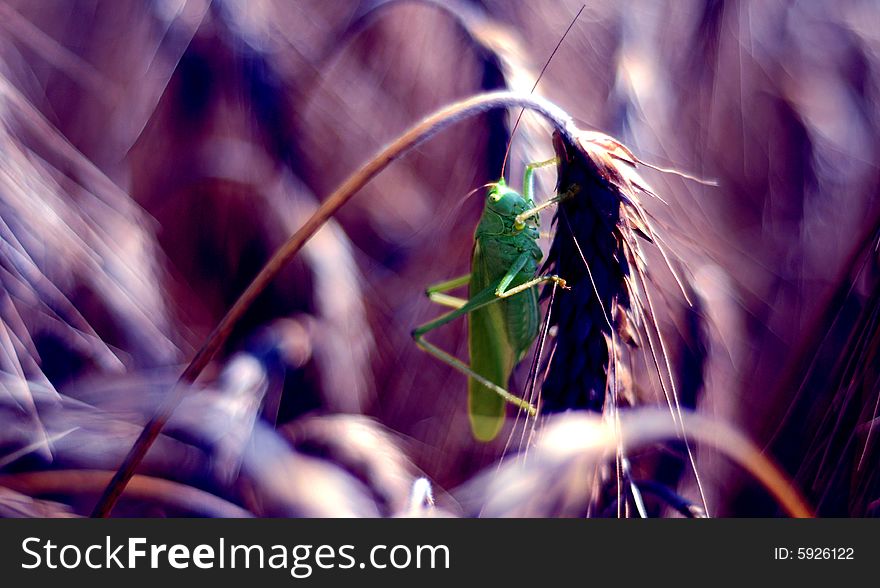Green grasshopper on color background