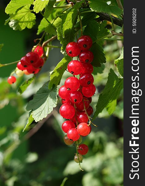 Red currant