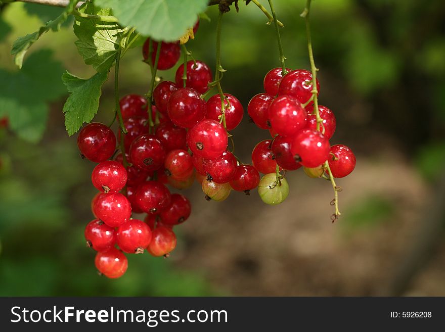 Red currant