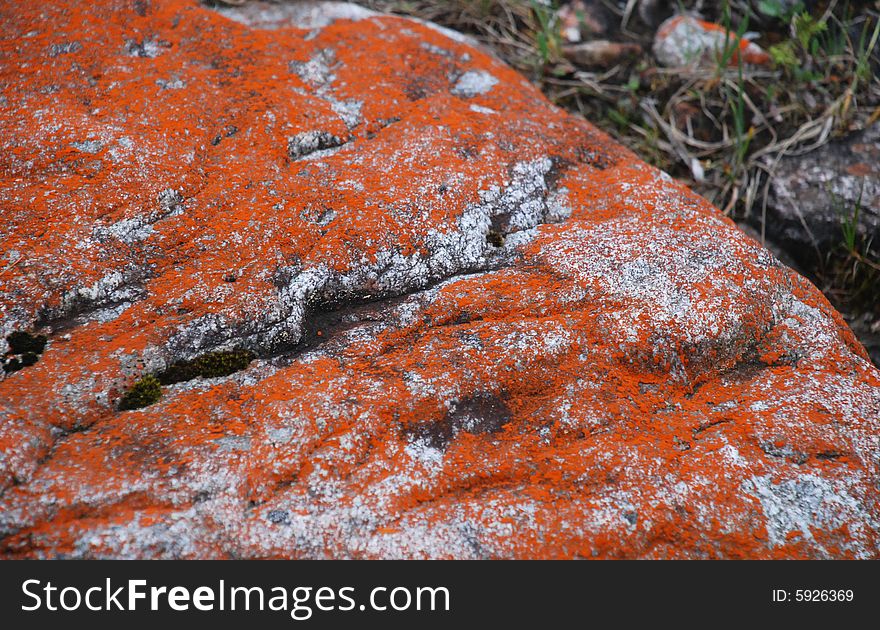 Red lichen on the grey stone