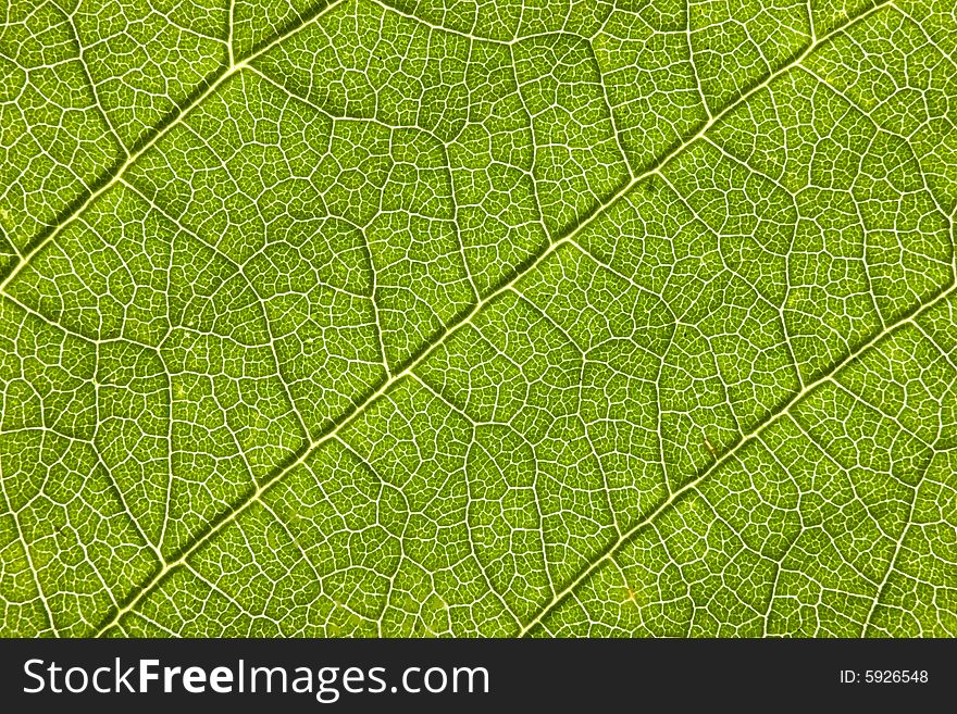 Leaf macro, extreme close-up shot