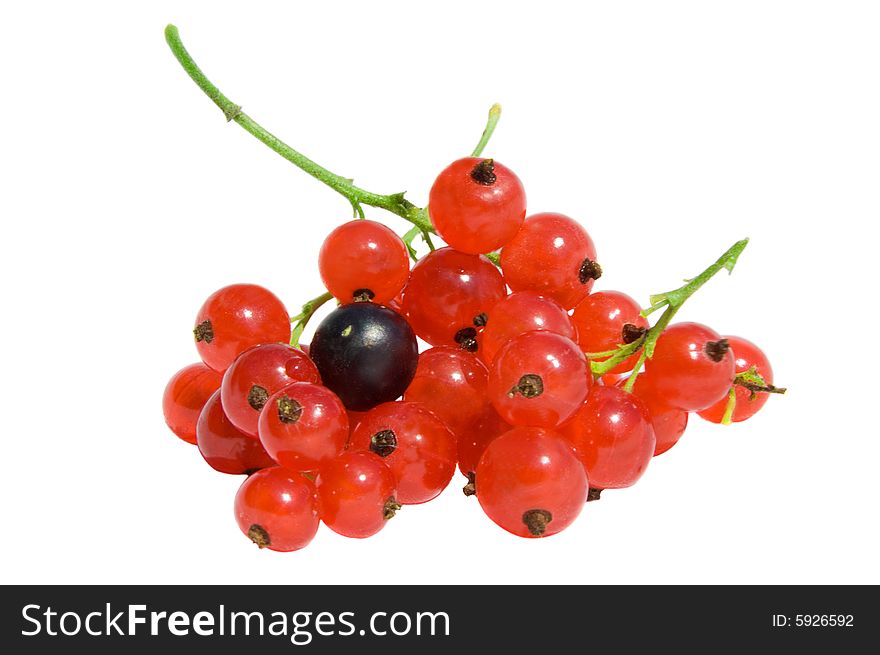 Red and black currants berries isolated on white background. Red and black currants berries isolated on white background