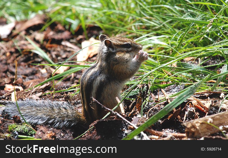Wild chipmunk at the forest (Baikal region,Russia)