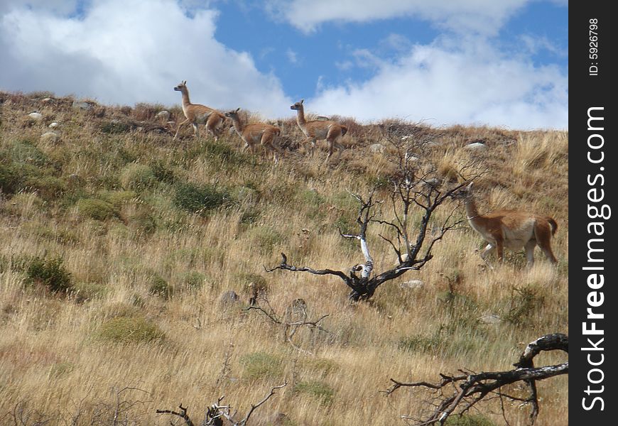 A group of wild lama in the wildness of the country Chile in South America