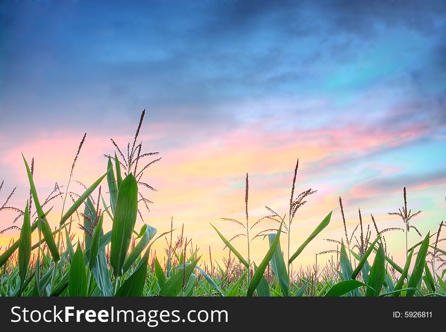 Cornfield with background of spectacular cloudscape.