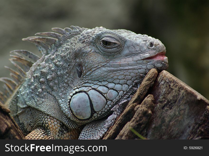 Nice pretty iguana with open mouth