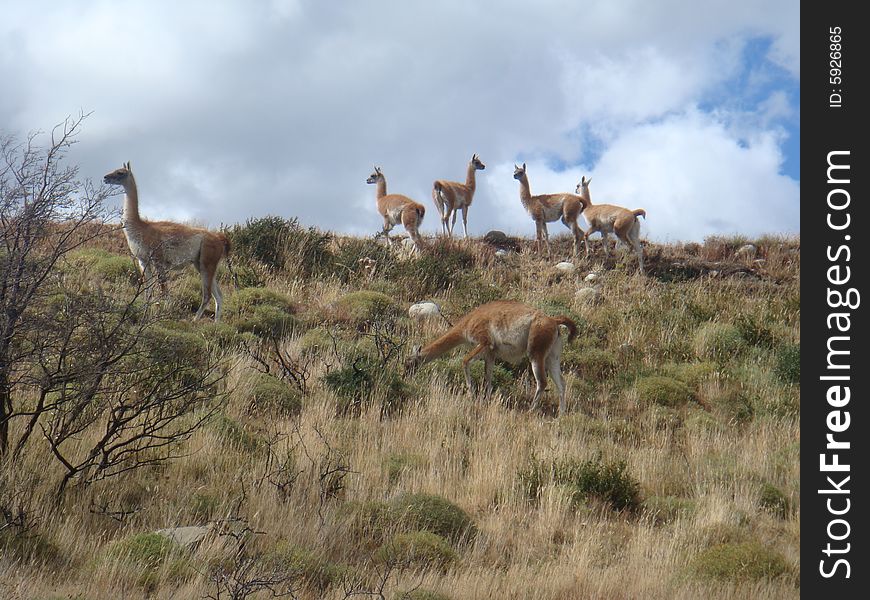 A group of wild lama in the wildness of the country Chile in South America. A group of wild lama in the wildness of the country Chile in South America