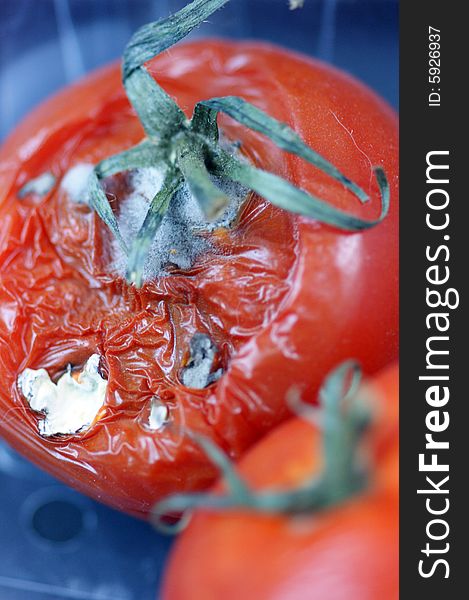 Putrefy Tomatoes In Supermarkets
