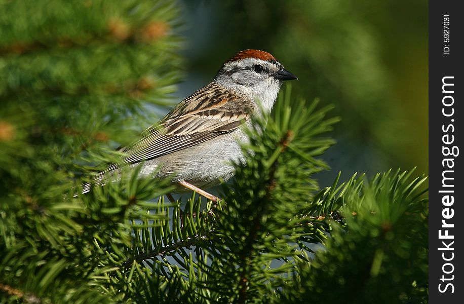 Friendly chipping sparrow in a spruce tree