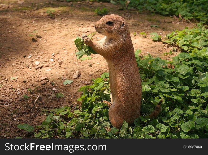 A prairie dog eating grass.