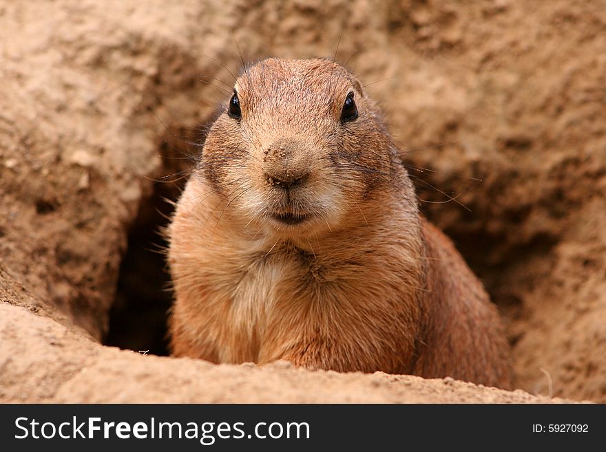 A prairie dog on guard