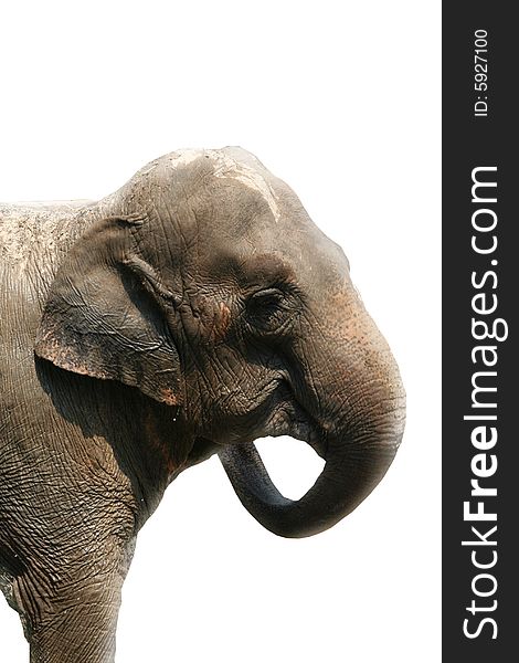 An elephant isolated on a background