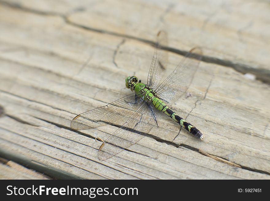 A single green dragonfly resting on a wooden plank. A single green dragonfly resting on a wooden plank.