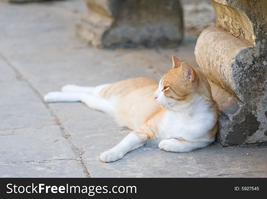 A brown cat laying against a stone structure. A brown cat laying against a stone structure