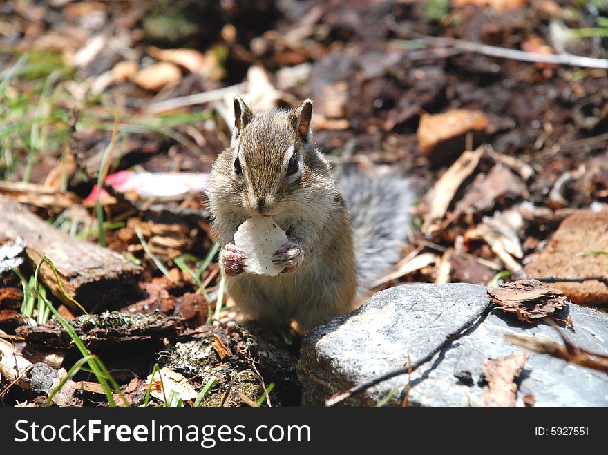 Chipmunk with food