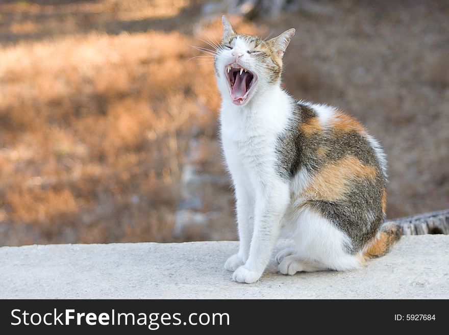 A cat yawning sitting on a wall. A cat yawning sitting on a wall