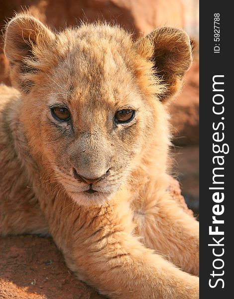 Close-up of a cute lion cub, South Africa