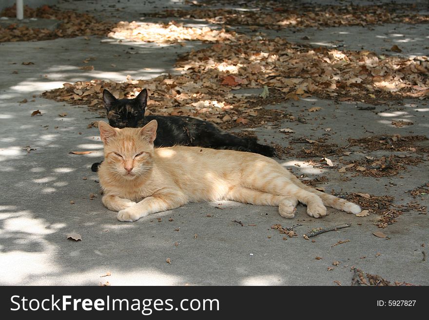 White and black cat chilling together in the shadows. White and black cat chilling together in the shadows.