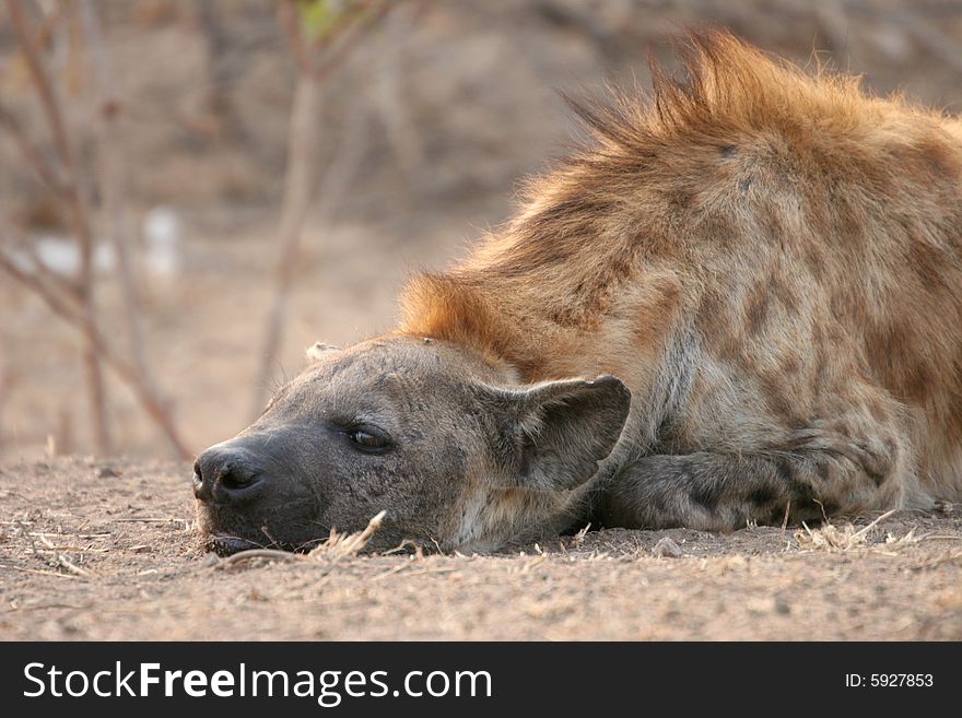 Spotted hyena, Kruger National Park