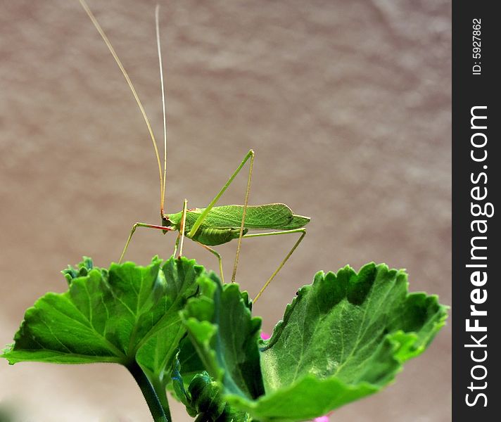 Mantis standing on the green leaves of a flower