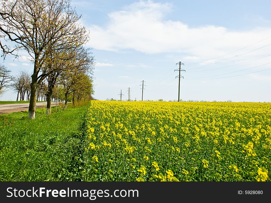 Bright yellow field with trees