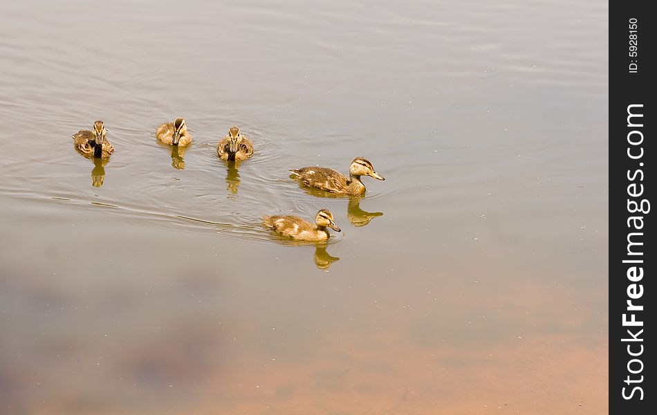 A flock of baby ducks swimming across a lake. A flock of baby ducks swimming across a lake