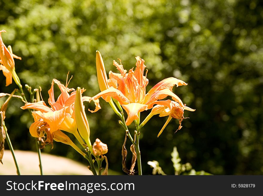 Orange day lilly blossoms in a green garden. Orange day lilly blossoms in a green garden