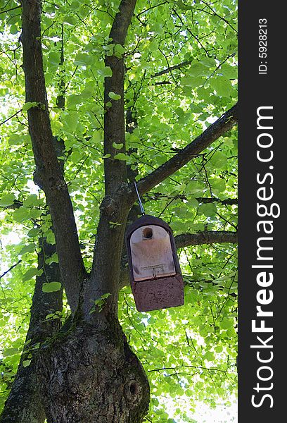 Birdhouse hanging in a huge tree