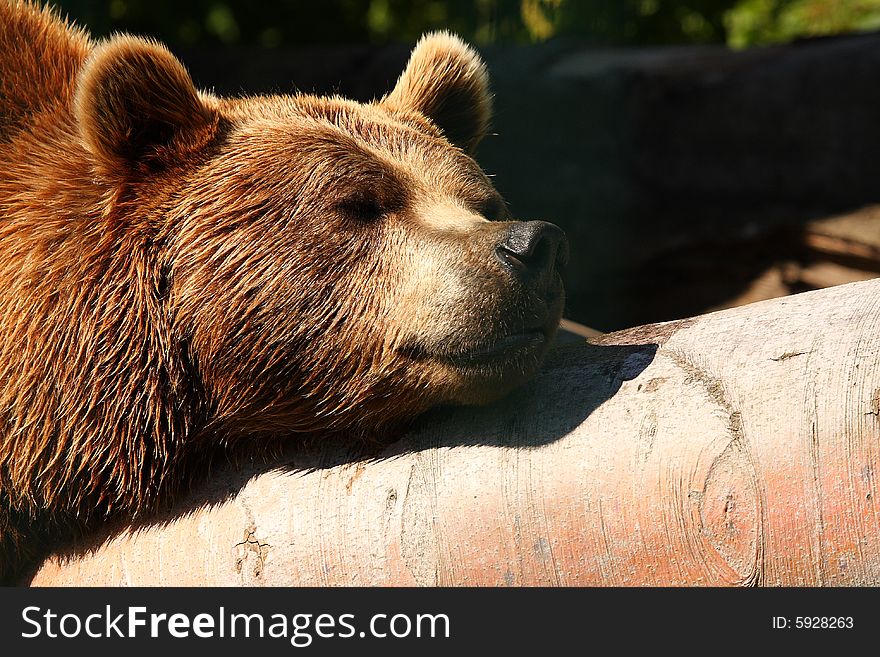 Photo Of A European Brown Bear
