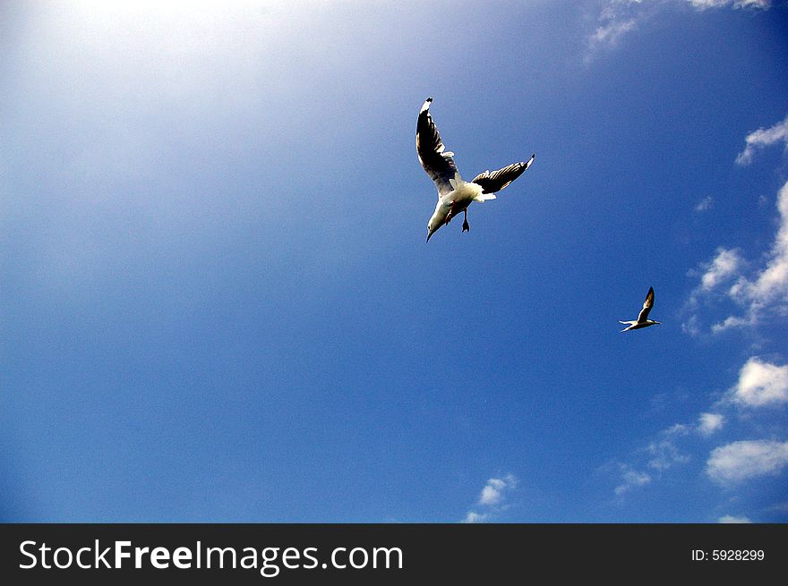 Seagulls flying. Taken in Mooloolaba in the Sunshine Coast, Queensland, Australia. Seagulls flying. Taken in Mooloolaba in the Sunshine Coast, Queensland, Australia.