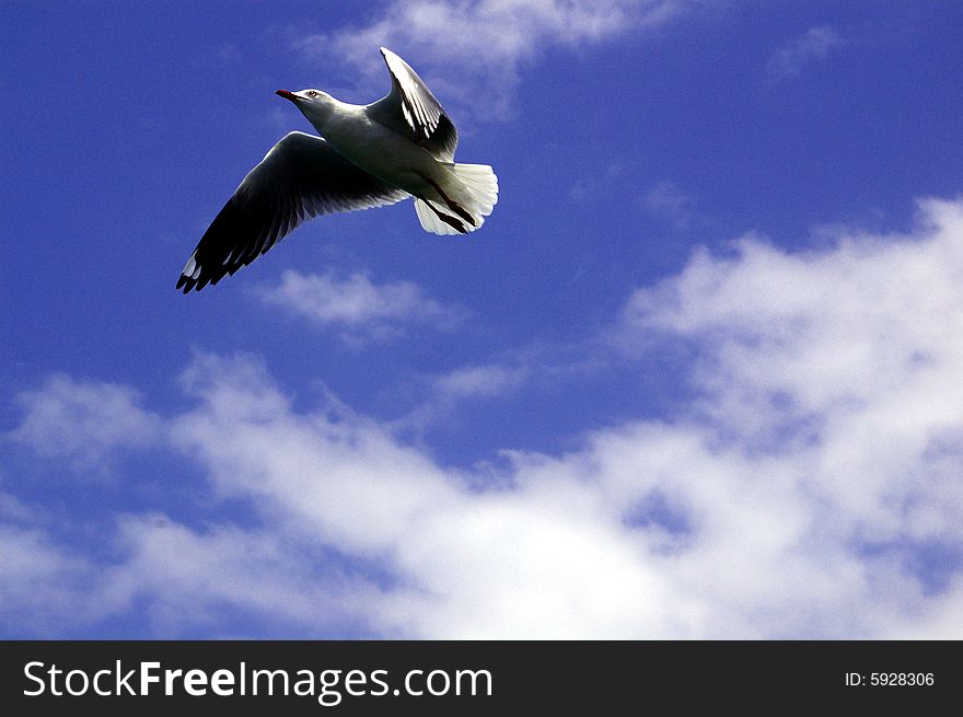 Seagull flying. Taken in Mooloolaba in the Sunshine Coast, Queensland, Australia. Seagull flying. Taken in Mooloolaba in the Sunshine Coast, Queensland, Australia.