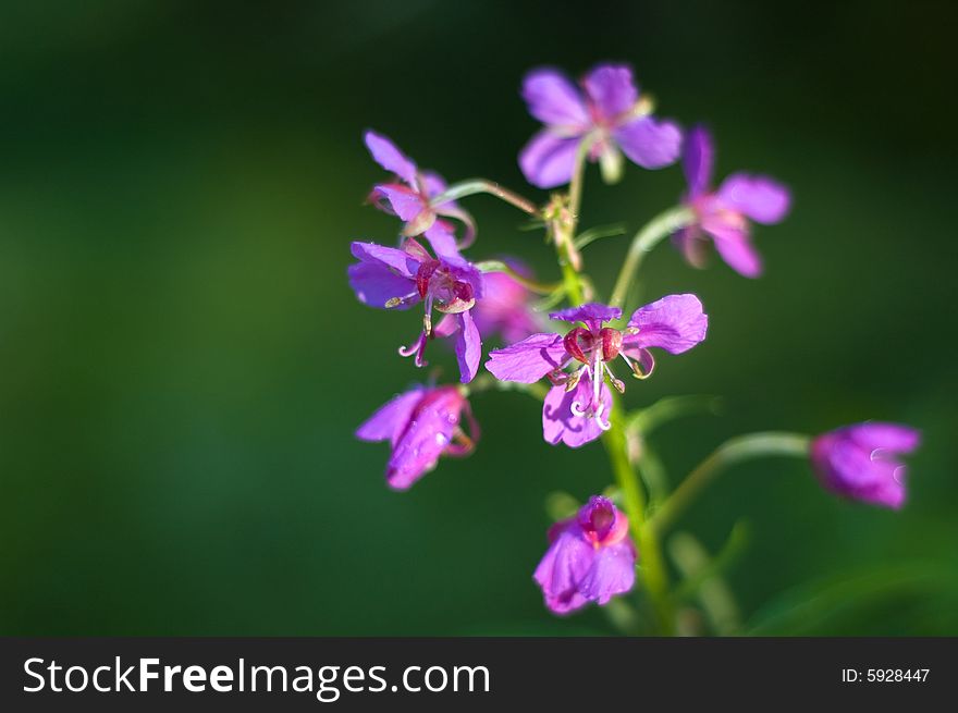 Purple orchid with small depth of field