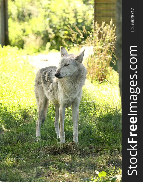 Photo of a European grey wolf