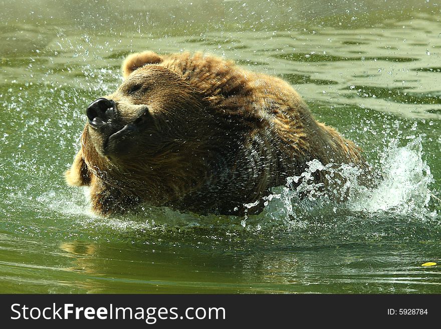 Photograph of a swimming european Brown Bear. Photograph of a swimming european Brown Bear