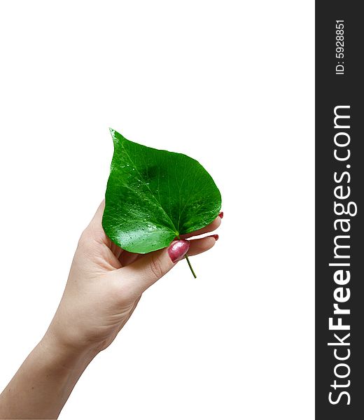 Fresh green leaf in the hand