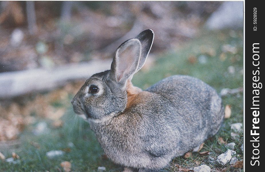 Wild rabbit photographed in NH