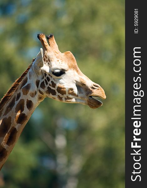 A portrat of a young giraffe composed for cover layout. A portrat of a young giraffe composed for cover layout