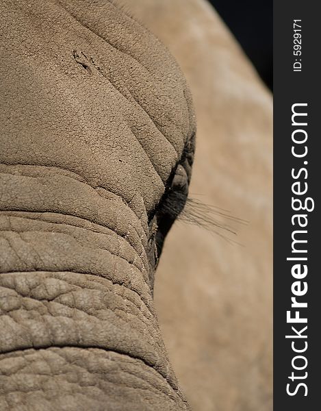 A close-up of an elephants face. A close-up of an elephants face