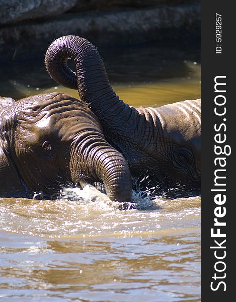 A couple of young elephants wrestling for fun in the water. A couple of young elephants wrestling for fun in the water