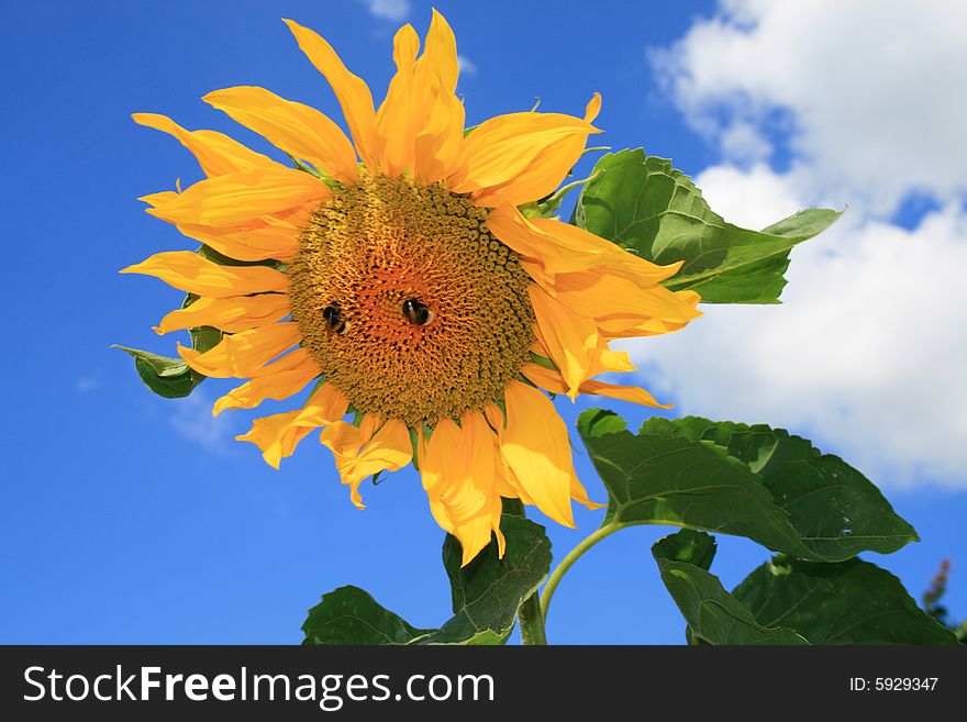 Beautiful sunflower with sitting two bees on a background of the blue sky