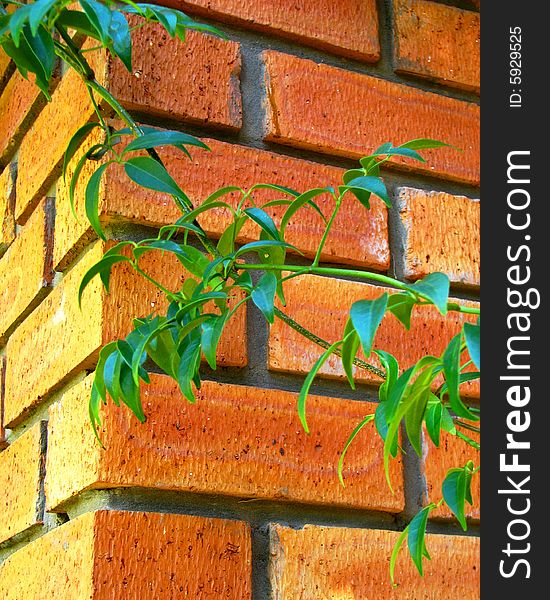 Green branch on red brick background