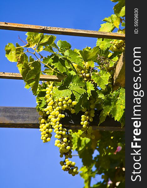 Vine of grapes under the sun