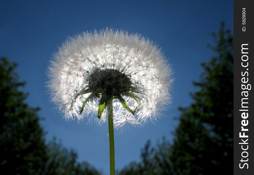 Dandelion