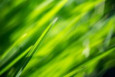 Macro Of Morning Grass Stock Photo Macro Of Morning Grass Stock Photo