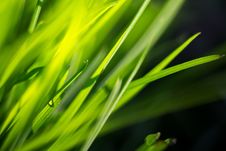 Macro Of Morning Grass Royalty Free Stock Photo Macro Of Morning Grass Royalty Free Stock Photo