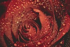 Wet Red Rose Grunge Macro Royalty Free Stock Image