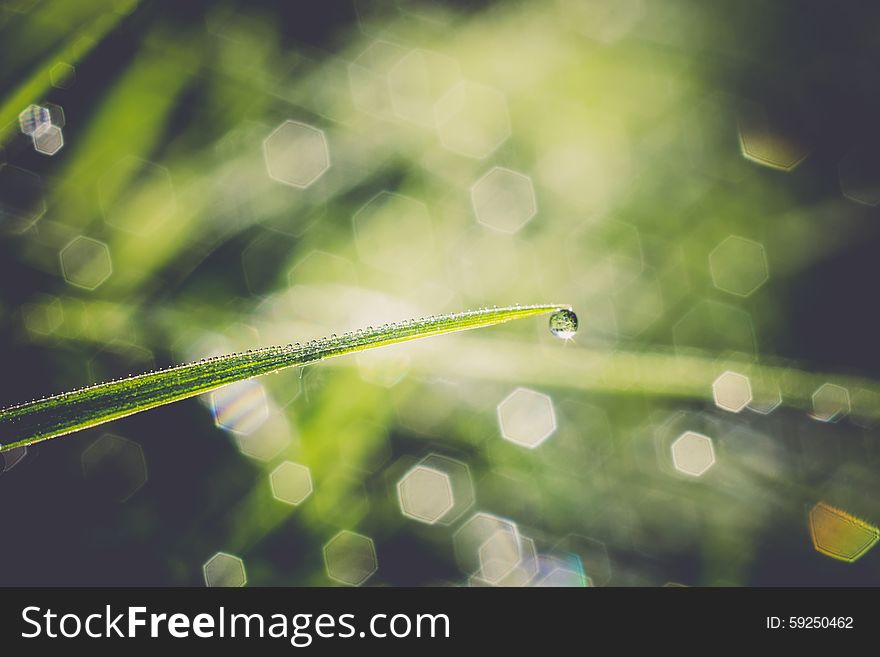 Morning green grass with drops of water, macro photo with bokeh lights, vintage background. Morning green grass with drops of water, macro photo with bokeh lights, vintage background.