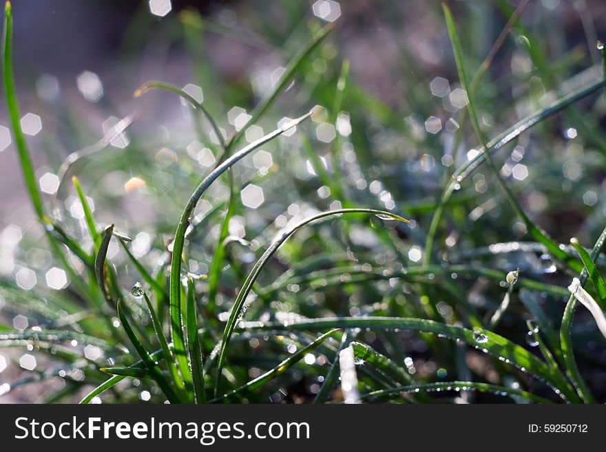 Fresh green grass with dew drops, macro photo with bokeh lights. Fresh green grass with dew drops, macro photo with bokeh lights.